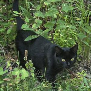 Image of Unknown, Found Cat