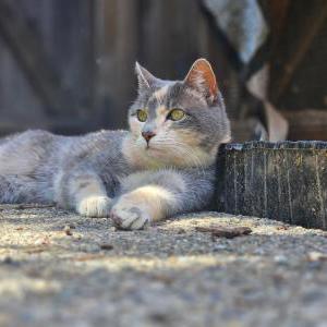 Image of Tonks, Lost Cat