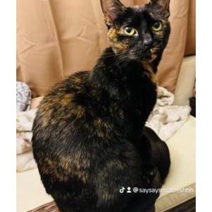 Lost 2 Bulma Davis (Washington)