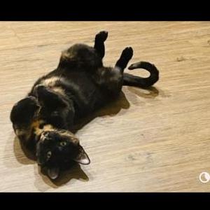2nd Image of Bulma Davis, Lost Cat