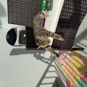 Image of Moon Papi, Lost Cat