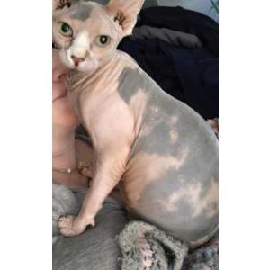 Image of Kit cat, Lost Cat