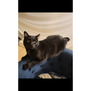 Image of Hesper, Lost Cat