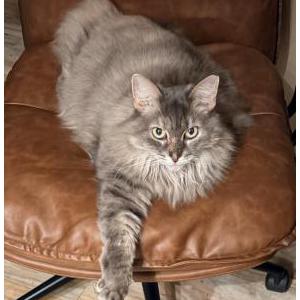 Image of Meeka, Lost Cat