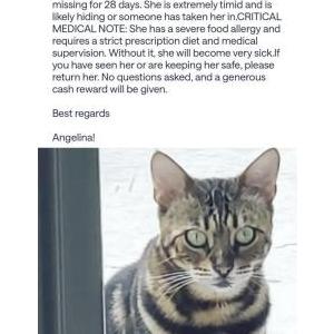 Image of Mooky, Lost Cat