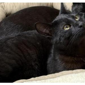 Image of Bobo, Lost Cat