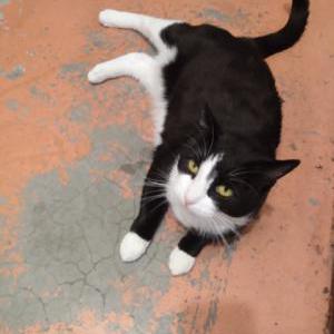 Image of Freya, Lost Cat