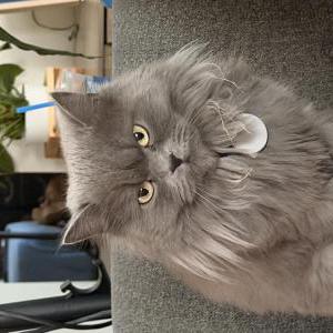 Image of Cenisa, Lost Cat