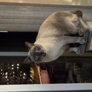 Image of Gandalf, Lost Cat