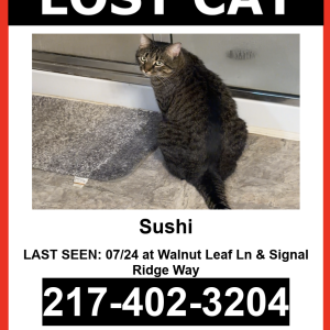 Image of Sushi, Lost Cat