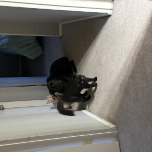 Image of Randy, Lost Cat