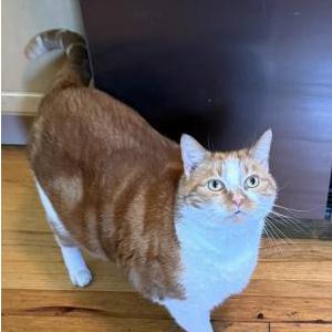 Image of Dude, Lost Cat