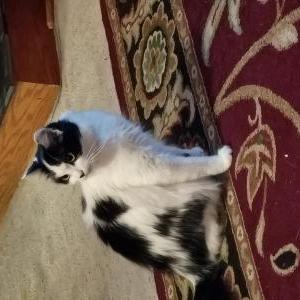 Lost 2 Chester (Virginia)