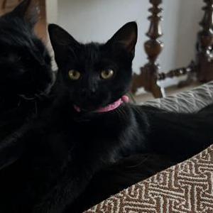 Image of Noel, Lost Cat