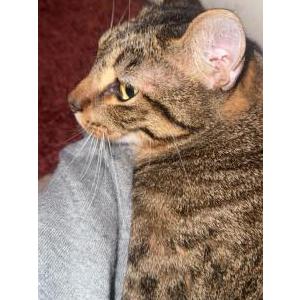 Image of Tokyo, Lost Cat