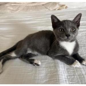 Image of Botas, Lost Cat