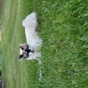 Image of Maaon Billie, Lost Cat