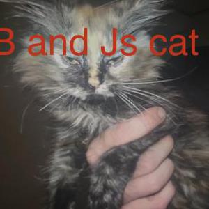 Image of Cleo, Lost Cat