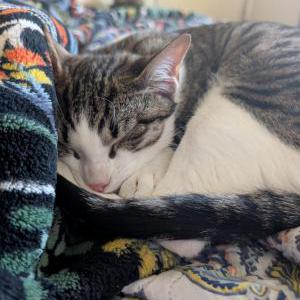 Image of Vespa, Lost Cat