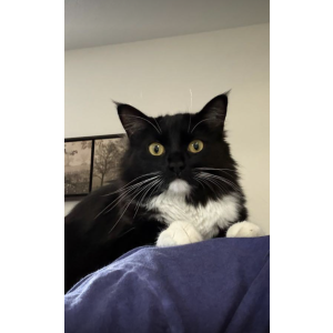 Image of Ginny, Lost Cat