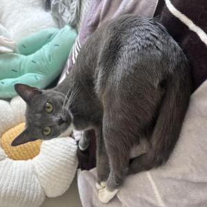 Image of Iris, Lost Cat