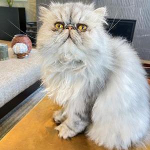Lost 2 Buddy (California)