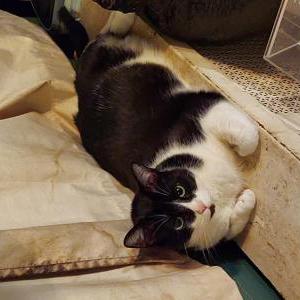 Image of Keykat, Lost Cat
