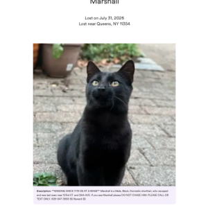 Lost Cat Marshall