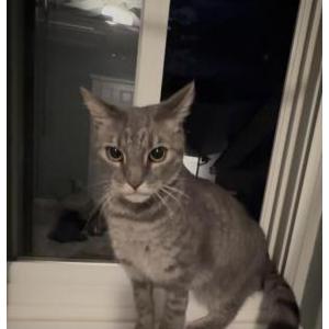 Image of Unknown, Found Cat