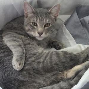 Image of Ash, Lost Cat