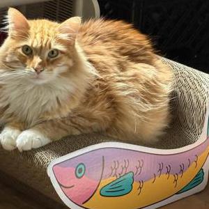 Image of Charlie, Lost Cat