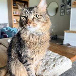 Image of Maui, Lost Cat