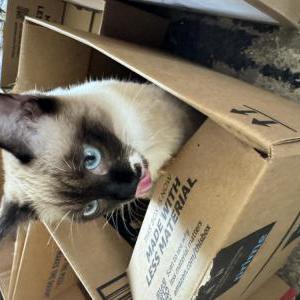 2nd Image of Cherry, Lost Cat