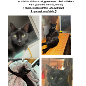 Lost Cat Uni