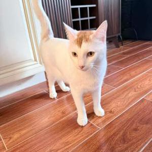 Image of Charlie, Lost Cat