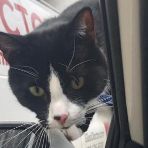 Image of Pig, Lost Cat