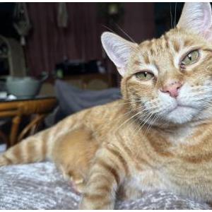 Image of Ripley, Lost Cat