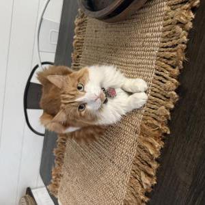 Image of Lana, Lost Cat