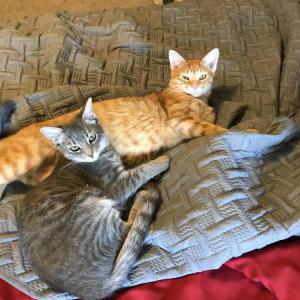 Image of Lily, Lost Cat