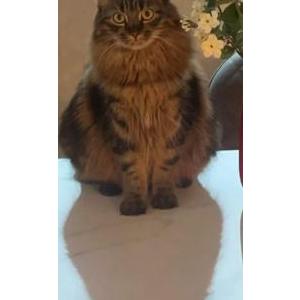 Image of Honey, Lost Cat
