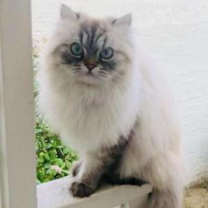 Image of Teddy, Lost Cat
