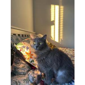 Image of Morticia, Lost Cat