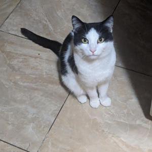 Image of Garth, Lost Cat