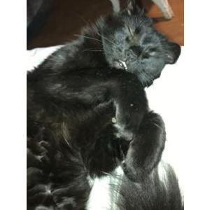 Image of Baby, Lost Cat