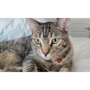 Image of Marigold, Lost Cat