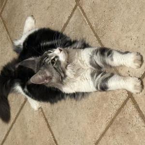Image of Max, Lost Cat