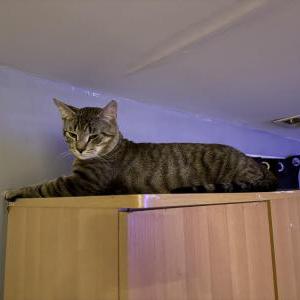 Lost Cat Leo
