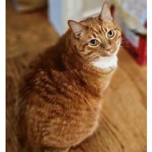 Image of Socks (aka Kitty), Lost Cat