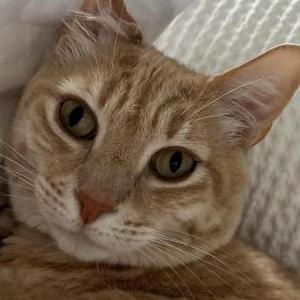 Image of Finley, Lost Cat