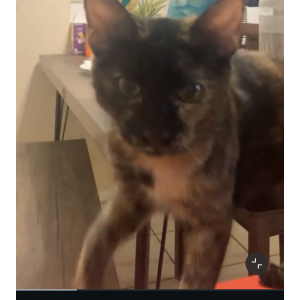 Image of Krispy, Lost Cat